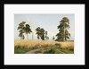 The Field of Wheat, 1878 by Ivan Ivanovich Shishkin
