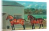 Two Horses in Harness, c.1910 by Unknown Artist