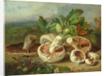 Still Life With Mushrooms Etc., 1859 by Unknown Artist