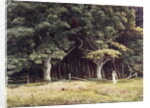 The Wooded Landscape, c.1900 by Edward John Poynter