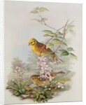 Yellowhammer, 1873 by John Gould