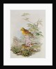 Yellowhammer, 1873 by John Gould
