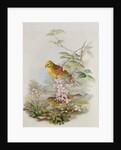 Yellowhammer, 1873 by John Gould