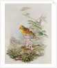 Yellowhammer, 1873 by John Gould