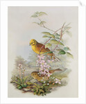 Yellowhammer, 1873 by John Gould