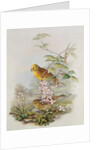 Yellowhammer, 1873 by John Gould
