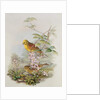 Yellowhammer, 1873 by John Gould