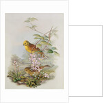 Yellowhammer, 1873 by John Gould