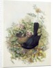 Blackbird, 1873 by John Gould