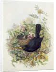 Blackbird, 1873 by John Gould