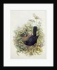 Blackbird, 1873 by John Gould