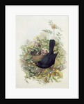 Blackbird, 1873 by John Gould