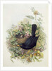 Blackbird, 1873 by John Gould