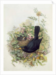 Blackbird, 1873 by John Gould