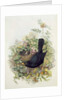 Blackbird, 1873 by John Gould