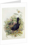 Blackbird, 1873 by John Gould