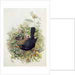 Blackbird, 1873 by John Gould