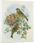Greenfinch, 1873 by John Gould