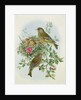 Greenfinch, 1873 by John Gould
