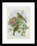 Greenfinch, 1873 by John Gould
