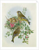 Greenfinch, 1873 by John Gould