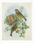 Greenfinch, 1873 by John Gould
