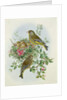 Greenfinch, 1873 by John Gould