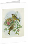 Greenfinch, 1873 by John Gould