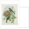 Greenfinch, 1873 by John Gould