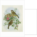 Greenfinch, 1873 by John Gould