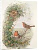 Robin, 1873 by John Gould