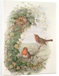 Robin, 1873 by John Gould