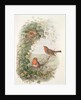 Robin, 1873 by John Gould