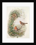 Robin, 1873 by John Gould