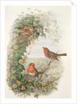 Robin, 1873 by John Gould