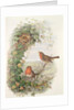 Robin, 1873 by John Gould