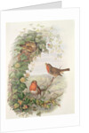 Robin, 1873 by John Gould