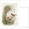 Robin, 1873 by John Gould