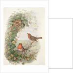 Robin, 1873 by John Gould