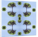 Unnatural 118 by Giovanni Cafagna