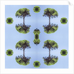 Unnatural 118 by Giovanni Cafagna