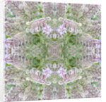 Unnatural 161 by Giovanni Cafagna