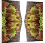 Unnatural 77 by Giovanni Cafagna