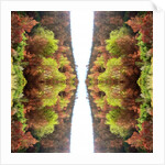 Unnatural 77 by Giovanni Cafagna