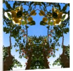 Unnatural 78 by Giovanni Cafagna