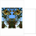 Unnatural 78 by Giovanni Cafagna