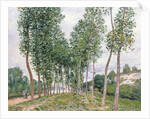 The Avenue of Poplars along the Banks of the Loing, 1892 by Alfred Sisley