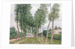 The Avenue of Poplars along the Banks of the Loing, 1892 by Alfred Sisley