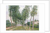 The Avenue of Poplars along the Banks of the Loing, 1892 by Alfred Sisley