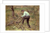 Pere Melon Sawing Wood, Pontoise, 1879 by Camille Pissarro